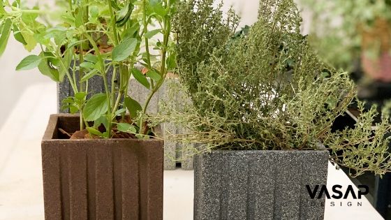 Como cultivar seus temperos