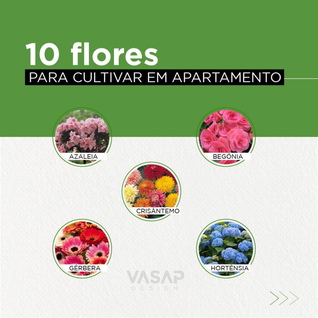 Flores para serem cultivadas em apartamentos