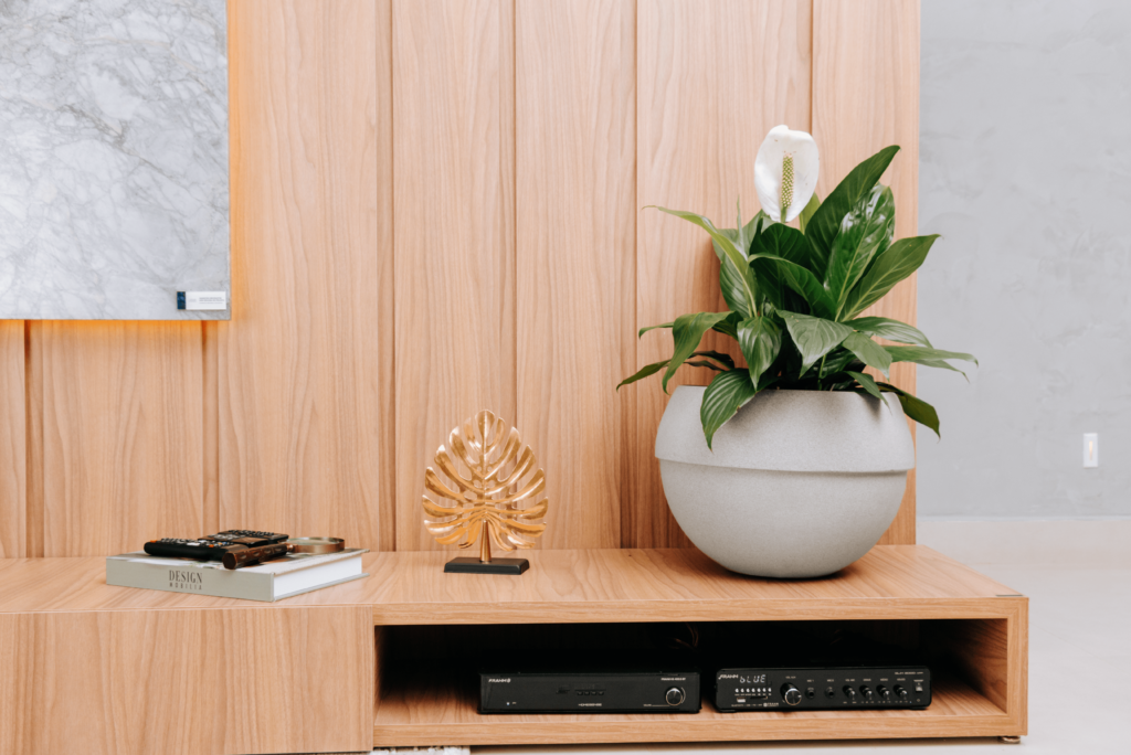 7 Plantas que atraem energias positivas