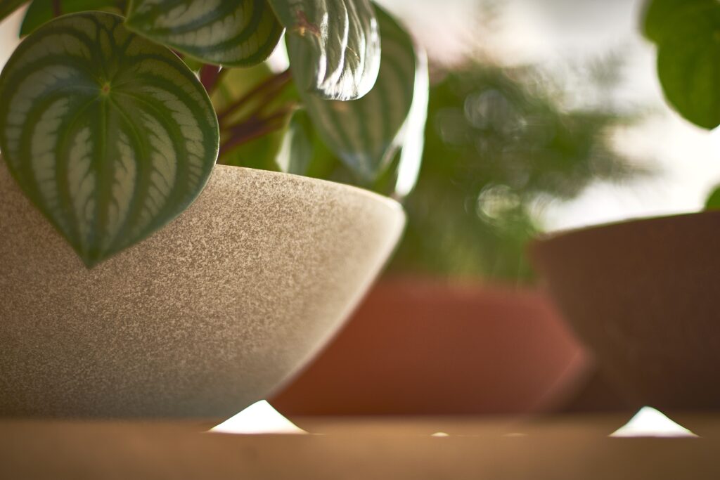 Guia de plantas para apartamento