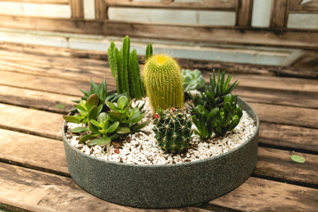 Como montar um mini jardim de suculentas e cactos em pratos
