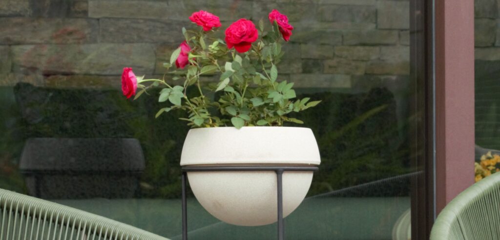 Como cuidar de mini-rosas