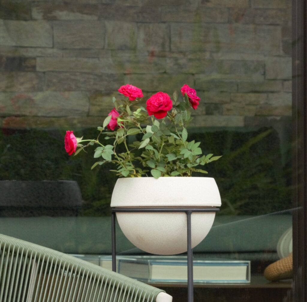 Como plantar rosas? Do cultivo à poda