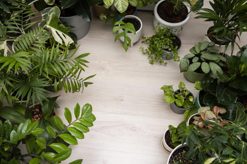 6 plantas para ambientes fechados: beleza e bem-estar em casa