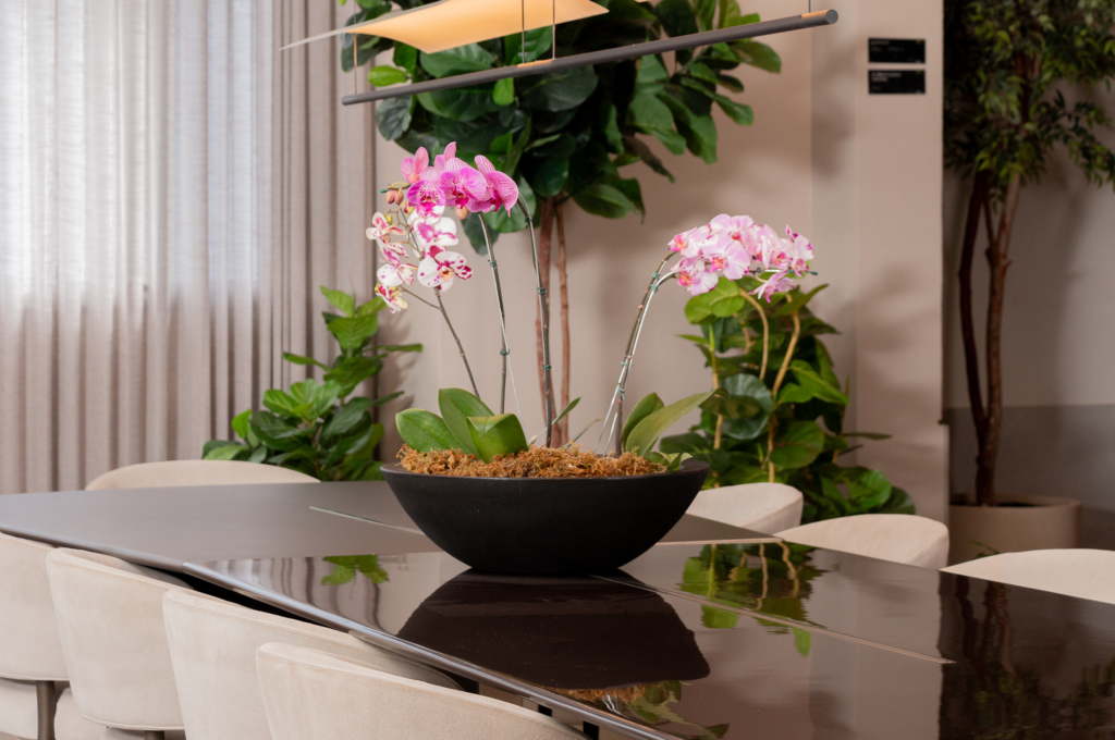 Como cuidar de orquídeas