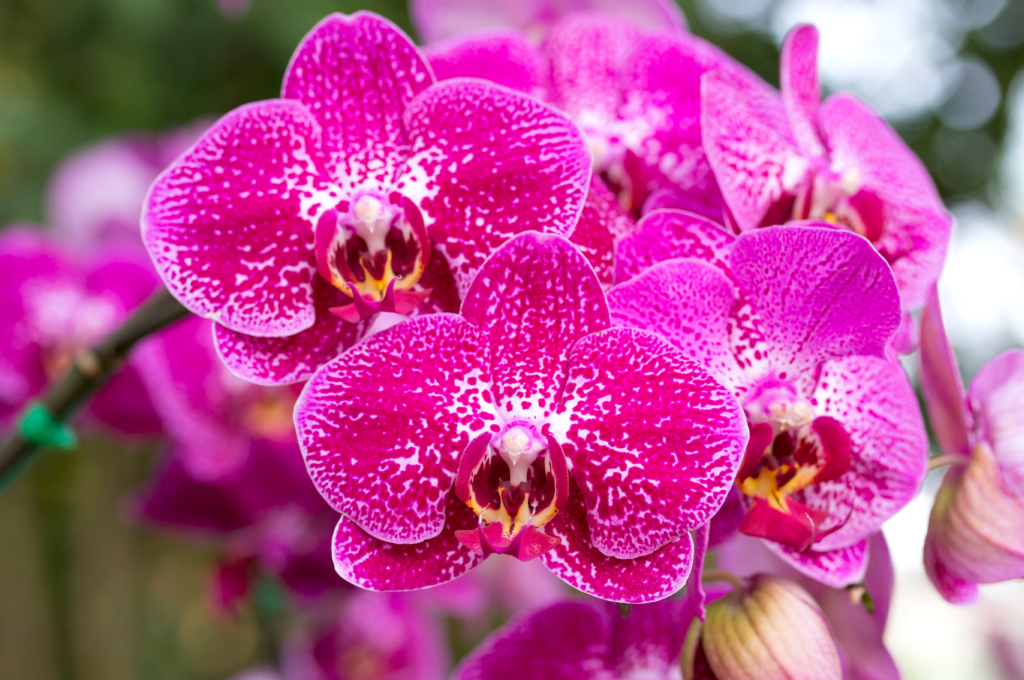 Tudo que você precisa saber sobre as orquídeas terrestres e epífitas