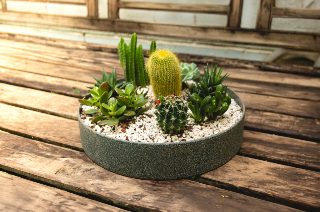 Vários cactos e suculentas saudáveis plantados em uma bacia da Vasap Design, uma combinação perfeita para decoração interna e externa