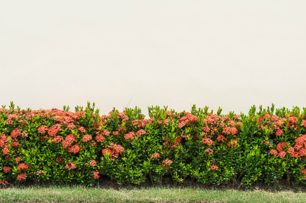 Como cultivar uma cerca viva: plantas ideais