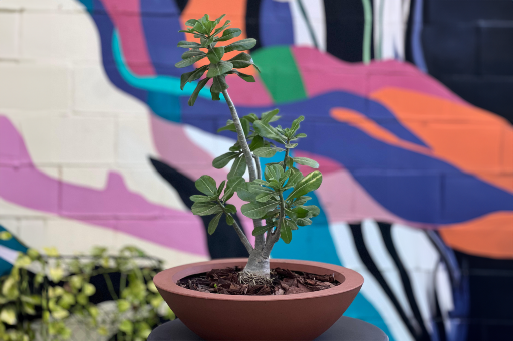 Como cultivar uma Rosa do Deserto