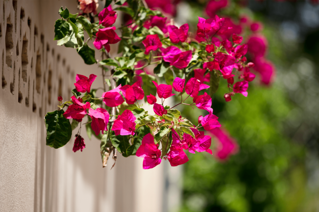 Como cultivar a Bougainvillea