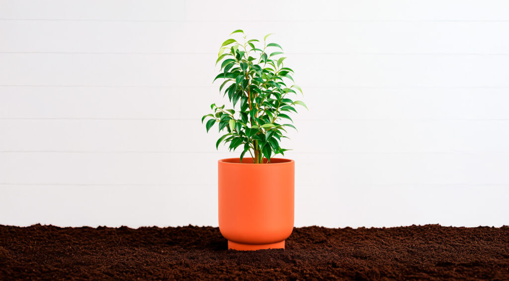 Guia completo: Como plantar e cuidar de árvores frutíferas em casa