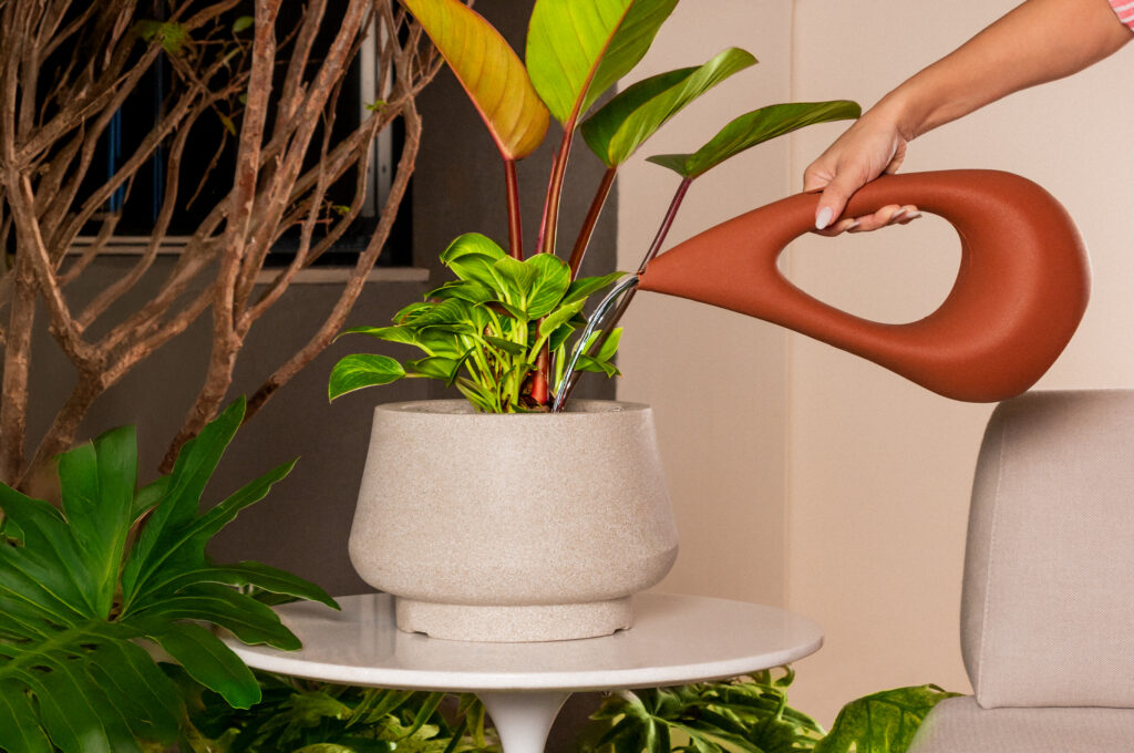 Regas e Cuidados: A frequência e técnica certa para regar suas plantas