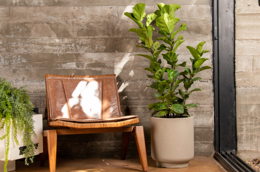 Tipos de ficus: 3 opções para cultivar em casa