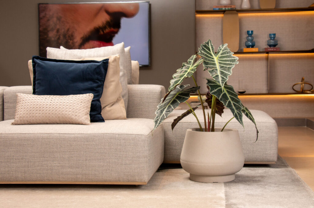 Como cultivar Alocasias: tipos, cuidados e dicas para um verde escultural