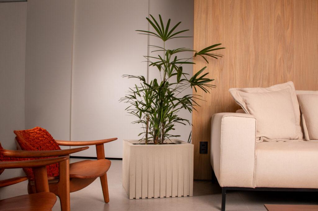 Como cultivar uma palmeira Raphis: elegância verde para interiores e varandas