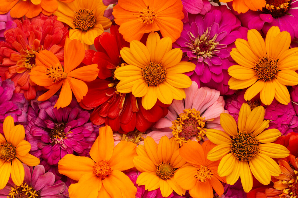 Flores de Estação: Espécies ideais para cada época do ano e seus cuidados