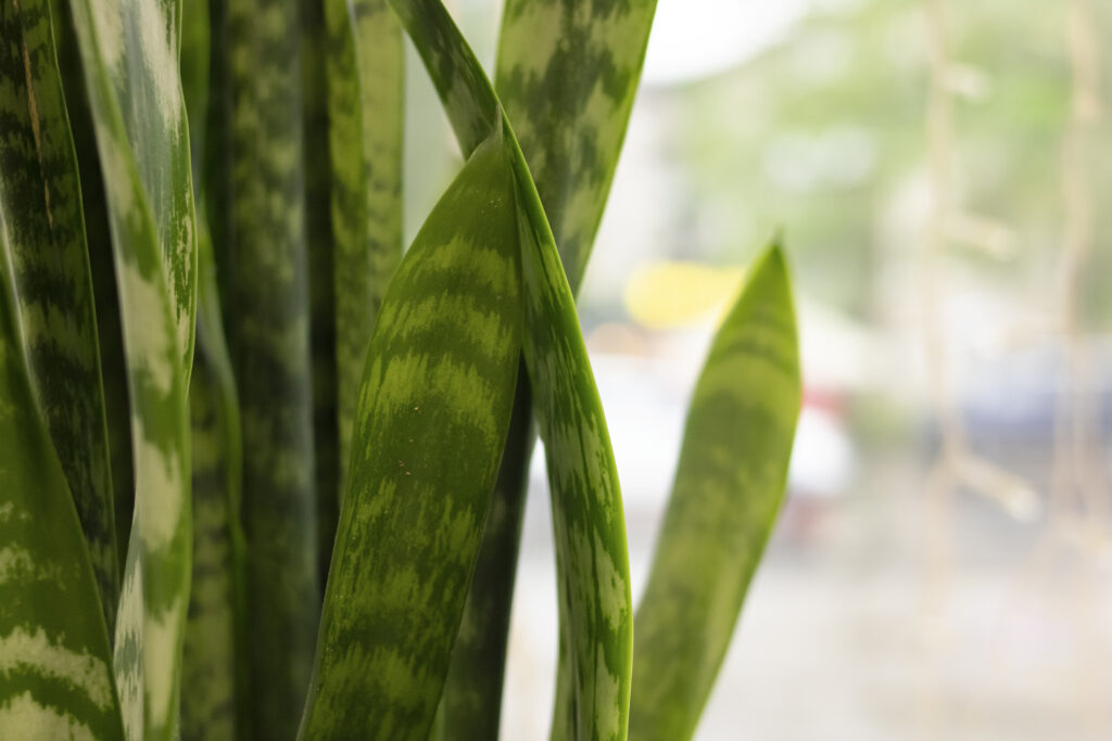 como cuidar da espada de São Jorge