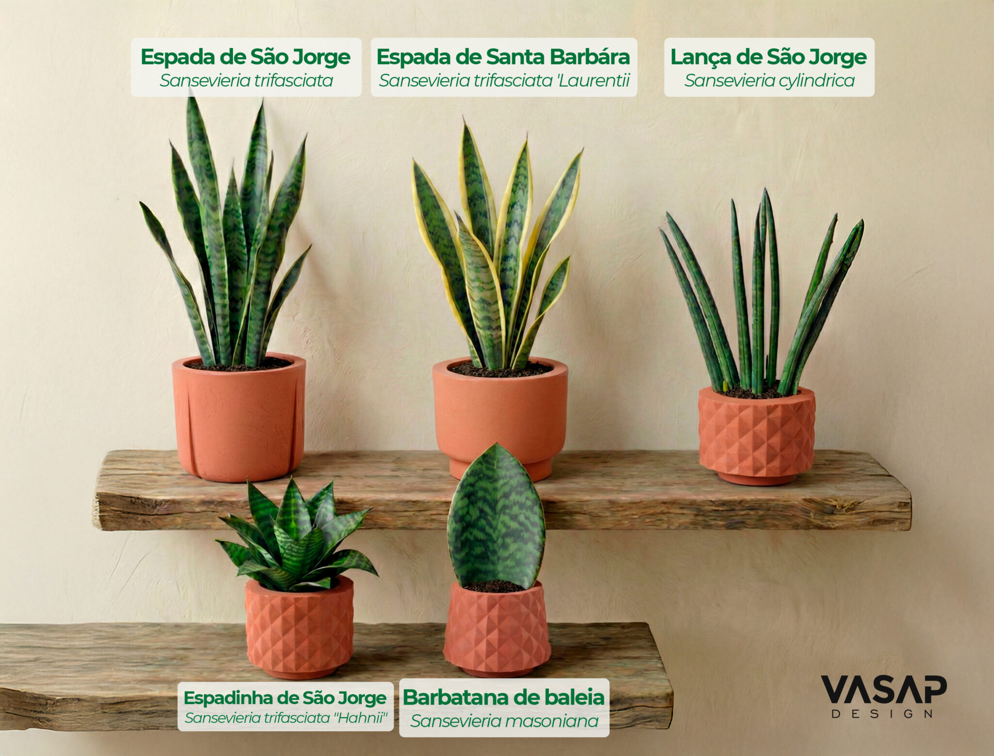 Espada de São Jorge: como cuidar da planta de proteção - VASAP DESIGN