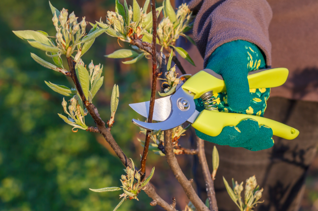 Poda correta de plantas e árvores no jardim