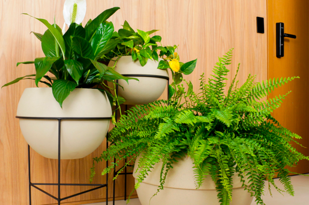 plantas de interior que ajudam na purificação do ar