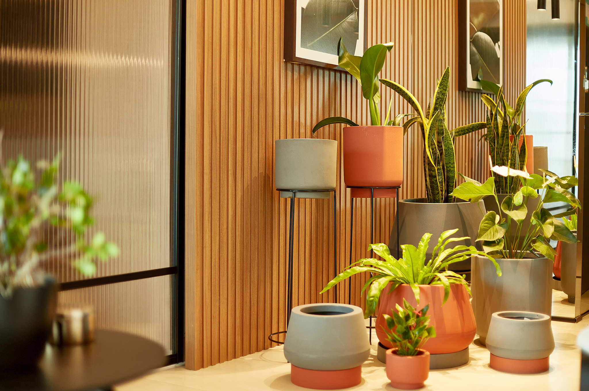 plantas em vasos para ambientes internos decorando sala moderna